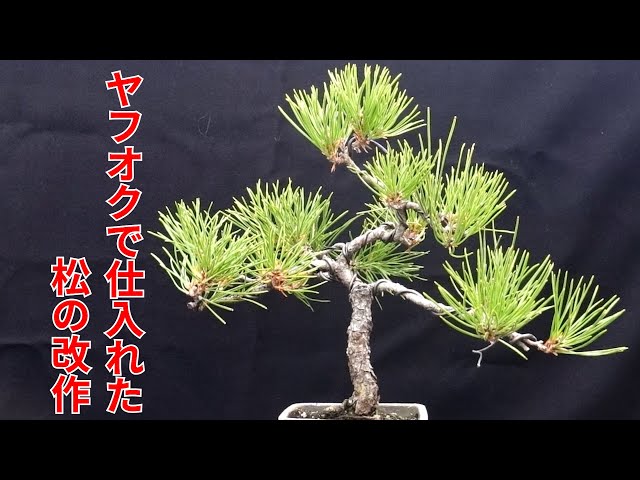ヤフオクで購入した松の改作 - YouTube ヤフオクで購入した松の改作 - YouTube