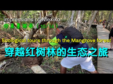 印象墨西哥（10/14）—— 穿越红树林的生态之旅✨🌹✨Impressions of Mexiko ——  Ecological tours through the Mangrove forest