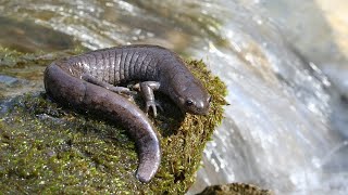 Is the Streamside Salamander a Valid Species?