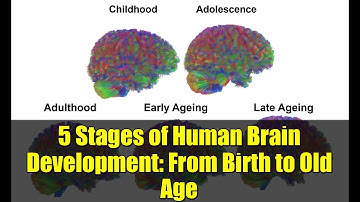 5 Stages of Human Brain Development: From Birth to Old Age