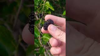 Шелковица черная Black mulberry
