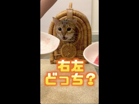 右？左？猫の嗅覚で選んだ食材を全部混ぜてあげてみた#shorts