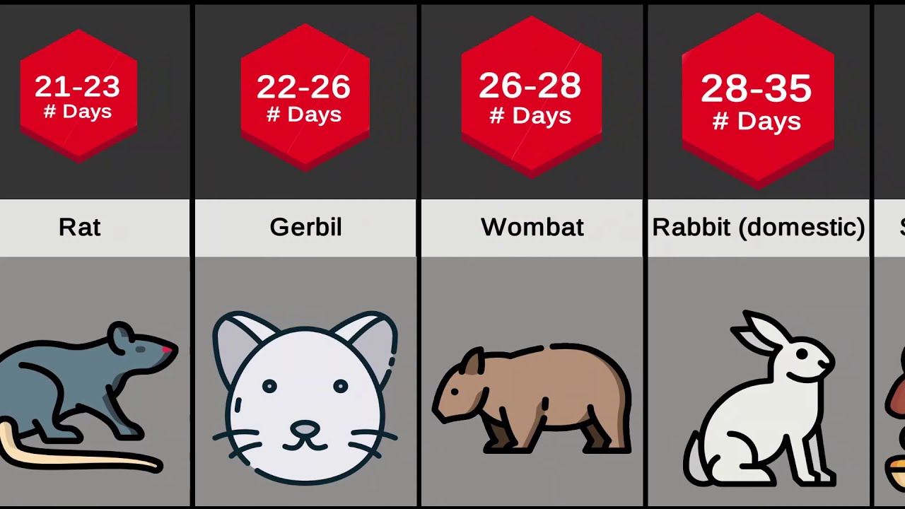 How Long Is The Gestation Period Of Mammals YouTube