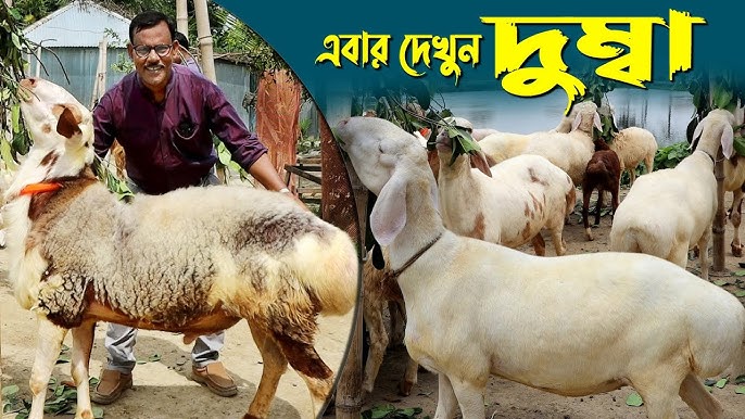 Ukrainada eng yaxshi porno Xena: Jangchi malika aktrisa yalangoch