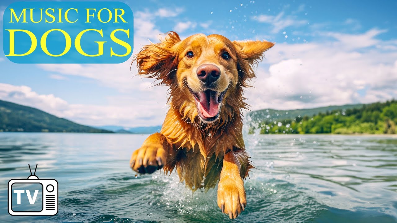 Dog Chill Out TV Calming Music For Dogs With Anxiety Relaxation dog-chill-out-tv-calming-music-for-dogs-with-anxiety-relaxation