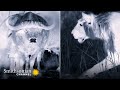 Lions' Hunting Strategies and Adaptations