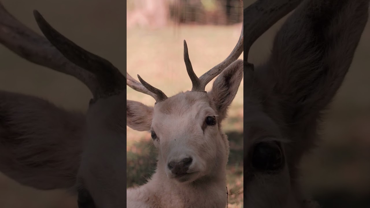 Rare White Deer 🦌🤍 | Magical Albino Deer in Forest | Amazing Wildlife Moment 