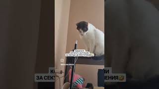 а ваши коты такие же? #котики #кот #приколы #животные #мемы #мем #кошки #жиза #жизнь #shortsvideo