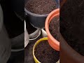 Pflanzen Erde Recycling #balkongarten #gärtnernfüranfänger #selbstversorgergarten #geldsparen