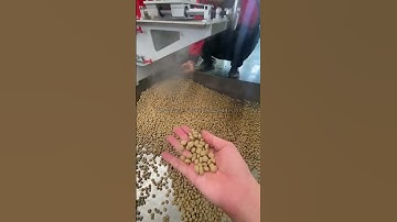 Machine testing for our Morocco customer,floating fish feed #fishfarming #fishfeed #fishfeedmachine