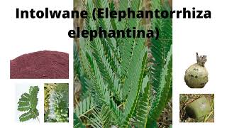 Elephantorrhiza Elephantina intolwane