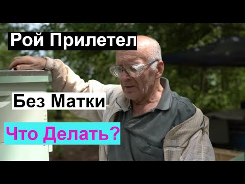 Пасека#135 Рой Прилетел Без Матки  Пчеловодство для начинающих