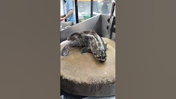 Most Giant Grouper Fish Clean Skills Videos#shorts