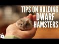 Tips on holding dwarf hamsters!