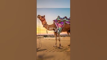 ما تيسر من سورة #الحج القاريء #ياسر_الدوسري ♥️🌼اكتب شئ تأخذ عليه اجر🌼♥️