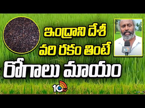 ఇంద్రాని దేశీ వరి రకం తింటే  రోగాలు మాయం | Indrani Rice Health Tips | Natural Healthy Rice | 10TV - 10TVNEWSTELUGU