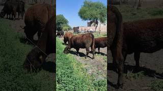 ¿CÓMO CUIDAR AL GANADO DEL ECLIPSE?