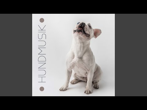 Video: 10 Husdjursskyddstips För När Din Hund är Ensam