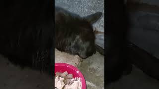 Тбилиси 🇬🇪 Сакартвело 💌 Грузия Приют Тамаза Элизбарашвили 🐕💌🍀🙏