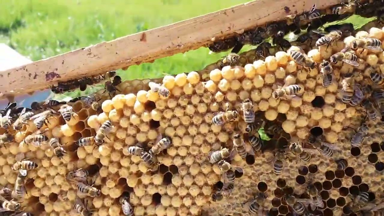 Cría de Zánganos 3