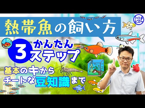 初心者向け魚の飼い方完全ガイド 初めての水槽立ち上げから1ヶ月の管理まで
