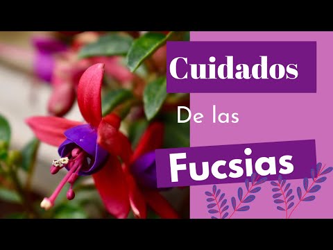 Vídeo: Flor Fucsia - Cuidado Y Reproducción