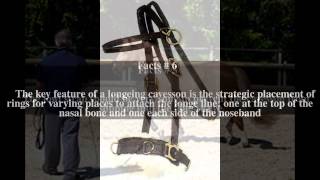 Longeing Cavesson Top Facts