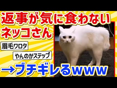 【2ch動物スレ】ワイの返事が気に食わないネッコさんブチギレる→その結果ｗｗｗｗ