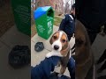 “She Tried to Dump a Puppy Into a Donation Bin“ #animalrescue #shorts