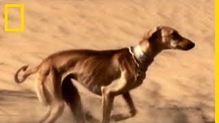 Le Saluki est l'un des animaux les plus rapides du monde