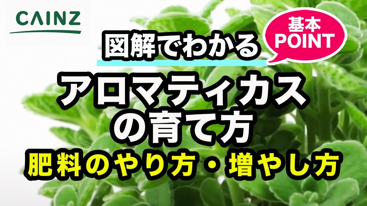 アロマティカスの育て方 カインズ観葉植物図鑑 Youtube