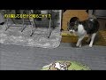パパがいないと低音・野太い声で鳴いてた猫が突然可愛い声に変わる！甘えん坊猫リキちゃんの七色の声☆ネコの鳴き声【リキちゃんねる　猫動画】Cat videos キジトラ猫との暮らし