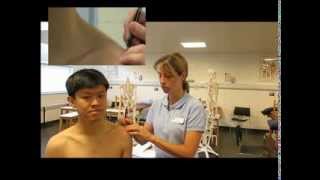 Surface anatomy: Sternoclavicular and acromioclavicular joints