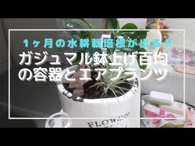 ガジュマル水耕栽培から鉢上げ エアプランツの助けを借りて鉢に植え替えをします Youtube