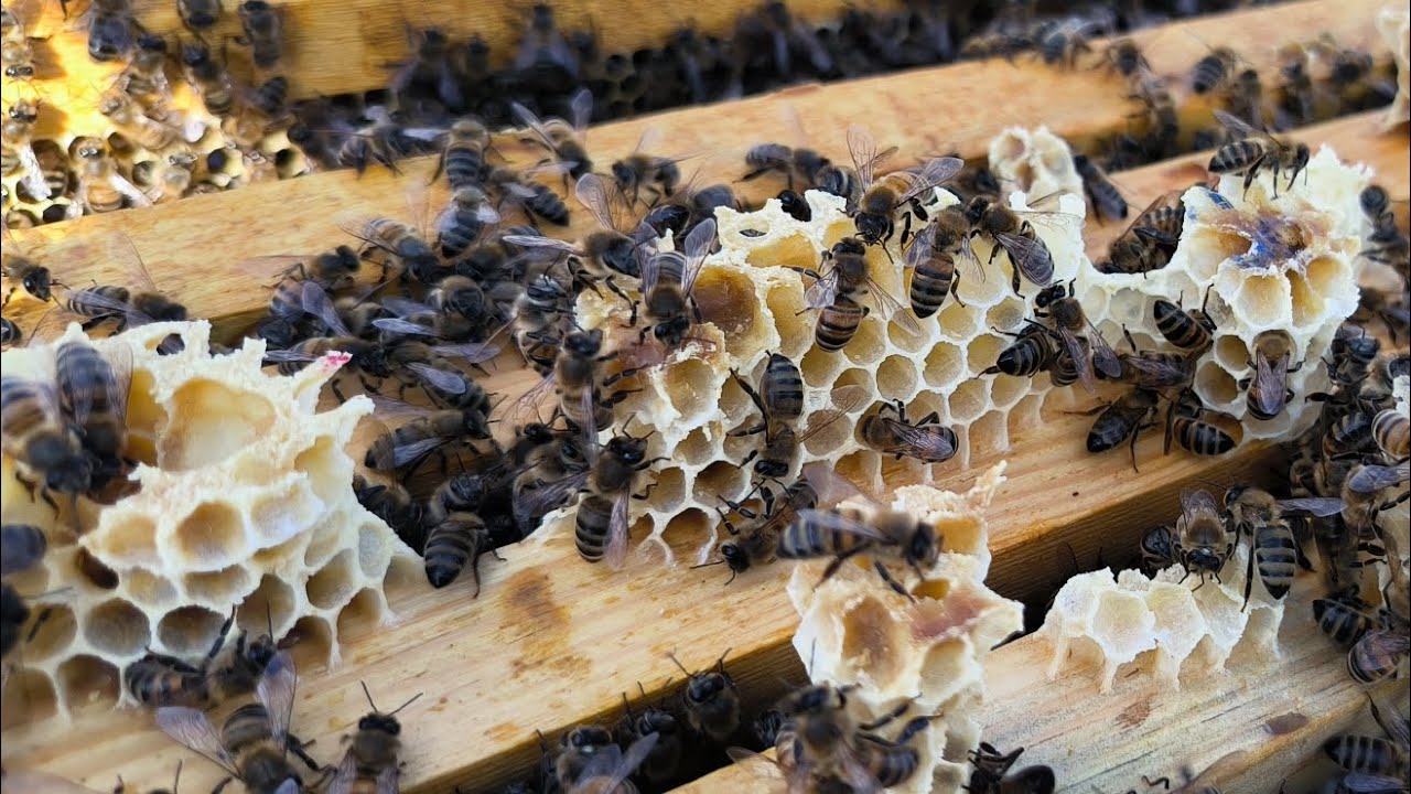 20 kg üstü bal toplamış şimdiden. Kafkas F1 camili ekotipi arı güzel bal stoklamış....
