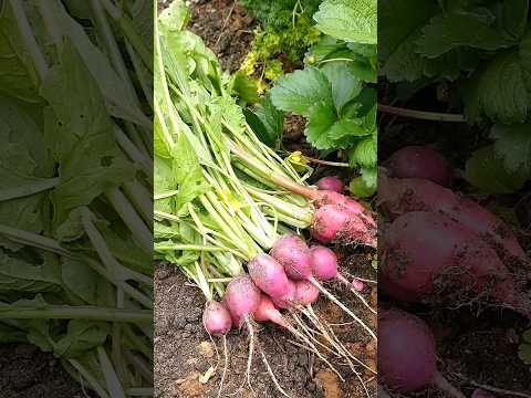 SMALL YARD GARDEN HARVEST | RADISHES | ORGANIC VEGETABLE #gardening #harvest