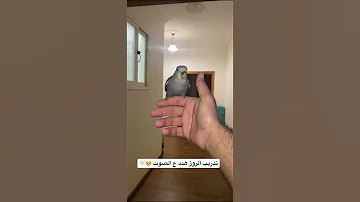 تدريب ببغاء الروز هدد على الصوت فقط 
