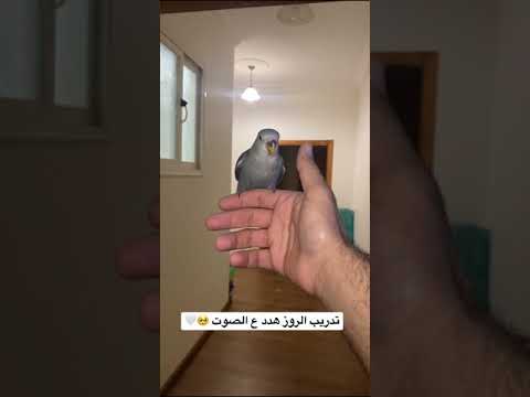 تدريب ببغاء الروز هدد على الصوت فقط