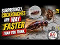 Surprisingly, Cockroaches Are Way Faster Than You Think.