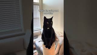 Harley will do anything to get a rubber band 😈 #catdad #blackcat #catshorts