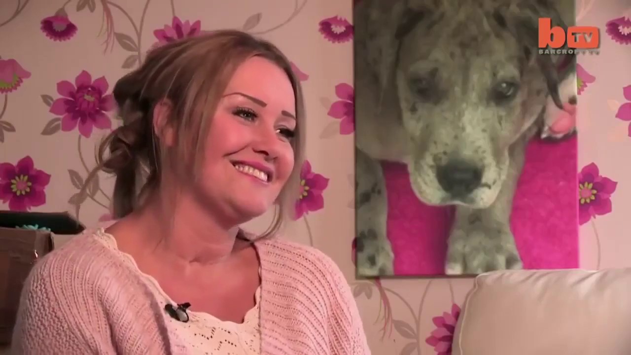 Meet Freddy The Biggest Dog In The World YouTube