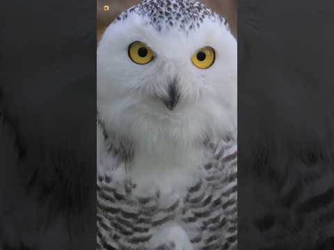 Owl Sounds Snowy Owl