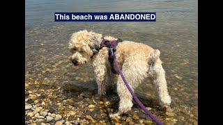 Wheaten Walking: A Day at an ABANDONED BEACH