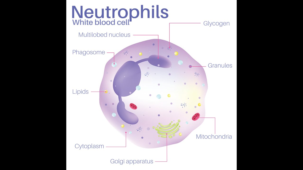 Нейтропении у детей, что это такое