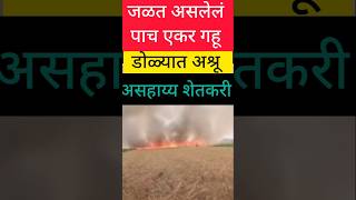 wheat farm- अवघड आहे #maharashtra #मराठी #मराठीताज्याबातम्या #maharashtranews