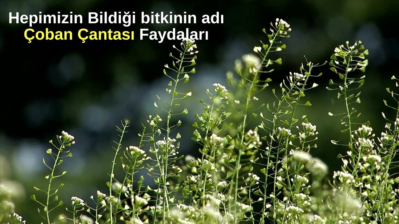 Çoban Çantası Otu Faydaları Nelerdir? Nasıl Kullanılır? - YouTube