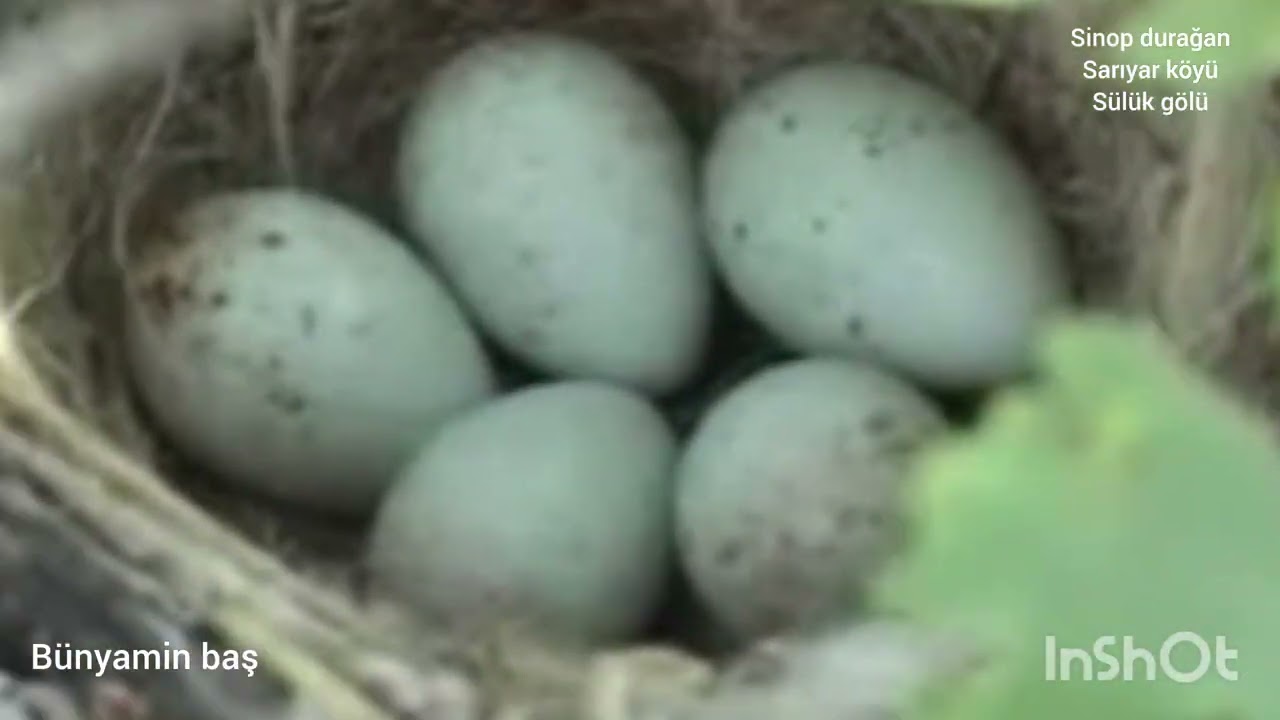 Sinop durağan Sarıyar köyü