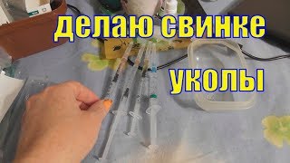 Как делать укол морской свинке/ Лечение морской свинки Как делать укол морской свинке/ Лечение морской свинки