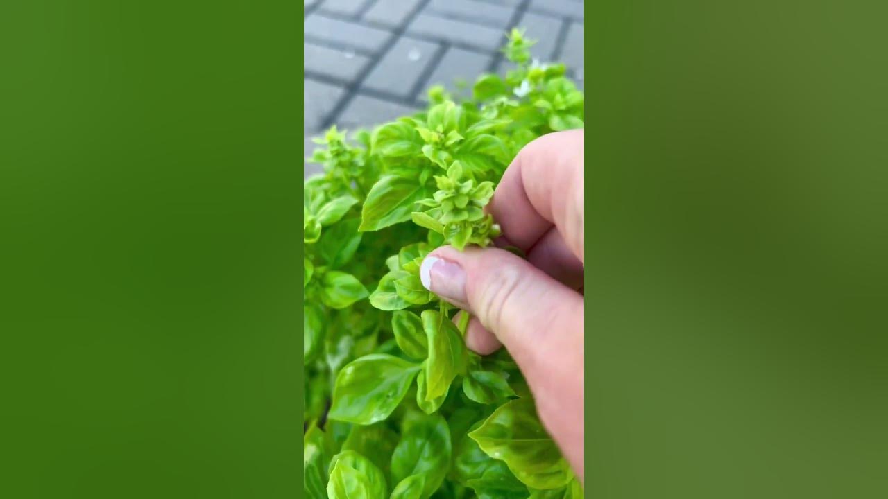 Tips for growing herbs. How to grow basil. What does bolting mean? How