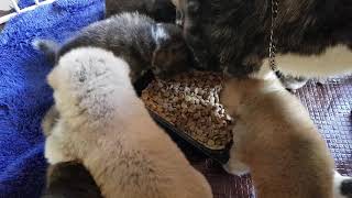 Japanese Akita Inu puppies transitioning from mother's milk to puppy gruel